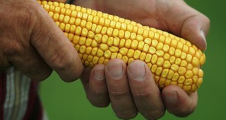 Над 20 общини са обявени за територии свободни от ГМО