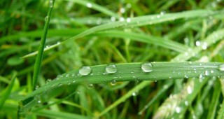 Големи загуби на селскостопанска продукция след поройния дъжд в Свищовско