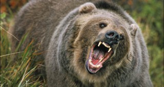 Големият брой на мечките в Смолянско е причина за инцидентите