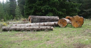Политически чадър е помагал на дървената мафия в Ловешко