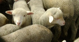 Месодайното овцевъдство у нас има почва за развитие