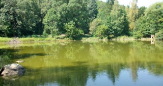 Нов вид водорасло е открито в Природен парк Витоша