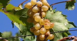 Започна гроздоберът в Бургаско