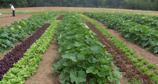 Чехия насърчава органичното земеделие чрез програма за 1,2 милиона евро
