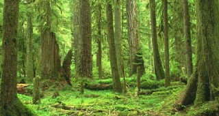 Канада забрани част от дърводобива си
