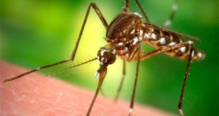 Пръскането срещу комари по Дунавско се отлага