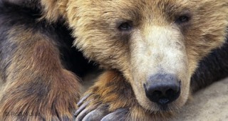 От 2-3 години съществува проблем с мечките в Смолянско