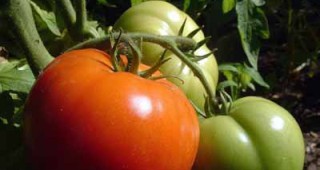 Българските производители и консуматори имат интерес заразените пратки с домати да се унищожават