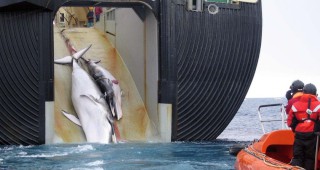 Япония е разочарована от решението на Австралия да заведе дело срещу японския китолов
