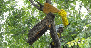Над 20 000 пчели се заселиха в центъра на Разград