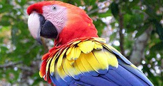 В Австралия се появиха пияни папагали