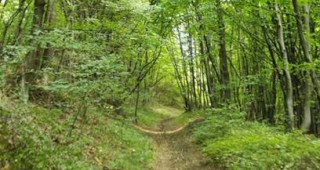 В РДГ-Пазарджик ще се проведе обсъждане по новия Закон за горите