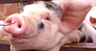ГД САНКО на ЕК удовлетворена от програмата на България за ограничаване чумата по свинете