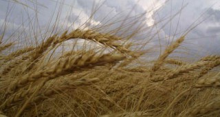 Заради вноса на евтино брашно, мелничарите в Македония оценяват като неизгодно да изкупуват македонската пшеница
