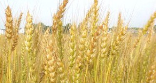Израел има интерес за внос на българско зърно