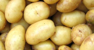 Държавен фонд Земеделие ще изплати 1.5 млн. лв. субсидии за картофи
