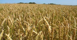 За болести по пшеницата алармират производители в Добруджа