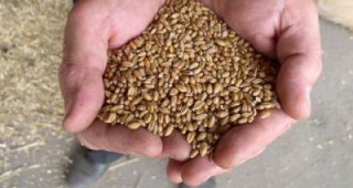 Страната ни е изнесла 205 435 тона пшеница от реколта 2009 извън ЕС