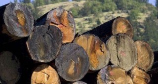 Европейският съюз наложи забрана върху незаконната дървесина