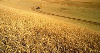 Започването на жътвата обсъди Консултативният съвет по зърно
