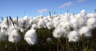 Колумбийски производители на памук искат да съдят Монсанто