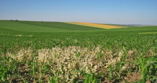 Посевите от пшеница и царевица във Видинско са свалени на земята от бурята