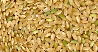 Кафявият ориз помага срещу диабет