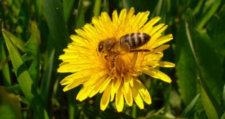 Мобилните телефони вредни за пчелите