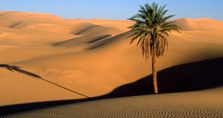 Настъплението на Сахара ще бъде спряно от горски пояс