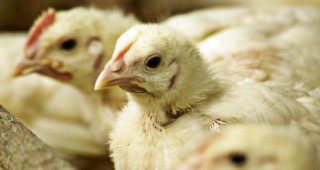 Субсидиите при износ на птиче месо извън ЕС са намалени