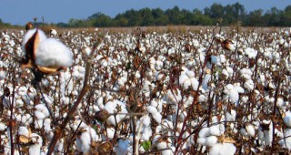 Европейската агенция за безопасност на храните (EFSA) даде зелена светлина на ГМ памук