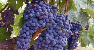 В Силистренско очакват добра реколта от грозде