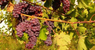 Институтът по лозарство и винарство – Плевен може да бъде закрит