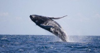 Да се разреши ловa на китове искат Япония, Норвегия и Исландия