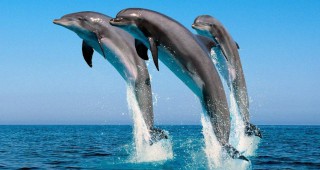 Китовете и делфините да имат човешки права