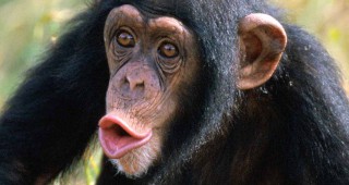 Войните на шимпанзетата