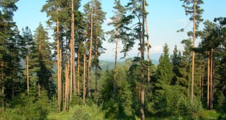 Дърветата в района на Пампорово съхнат масово