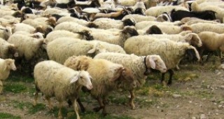 Местят стадо от 230 овце на 30 километра