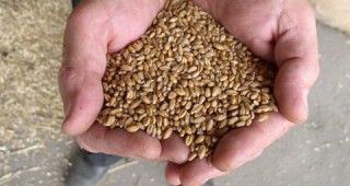 Пшеницата в Добруджа почернява заради дъждовете