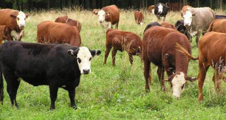 Крави от Гърция нападат наши градини в община Кирково