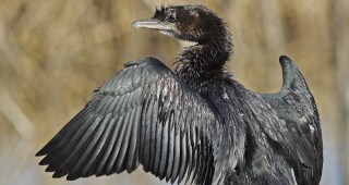 Прoучване на WWF установи нови колонии птици в българския участък на Дунав