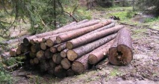 Дървопреработвателните фирми в Пазарджишко изчезват