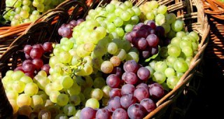 Белите сортове грозде във Видинско с големи поражения от мана