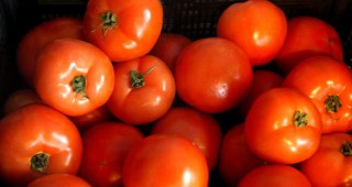 В Стралджа отглеждат домати-рекордьори