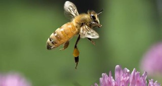 Пчели следят за чистотата на въздуха по германските летища