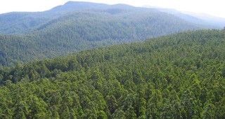 В град Правец ще се проведе дискусия по проектозакона за горите
