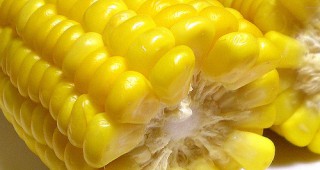 Шест сорта ГМ царевица очакват одобрение от ЕС