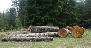 ЕС забрани незаконната търговия с дървен материал