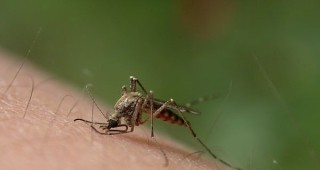 От 20 юли пръскат срещу комарите в крайдунавските райони