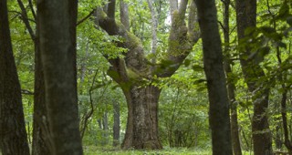 Законът за горите влиза за междуведомствено съгласуване